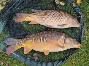 fish