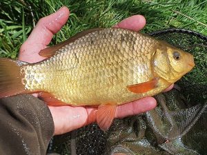fish-in-hand