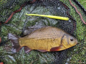 fish2