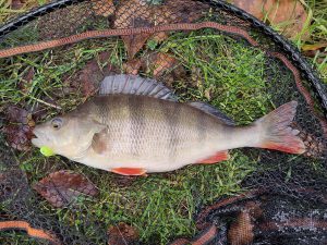 fish3