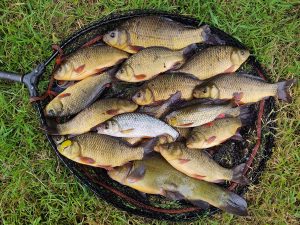 fishes