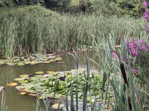 lakes-lillies